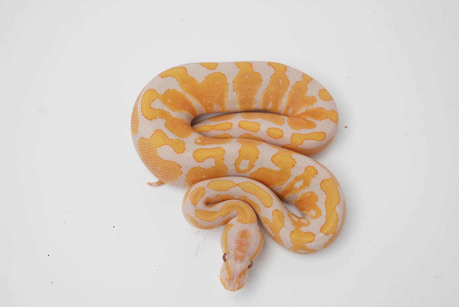 Lavender Albino Het Pied Ball Python by Best Dressed Balls MorphMarket