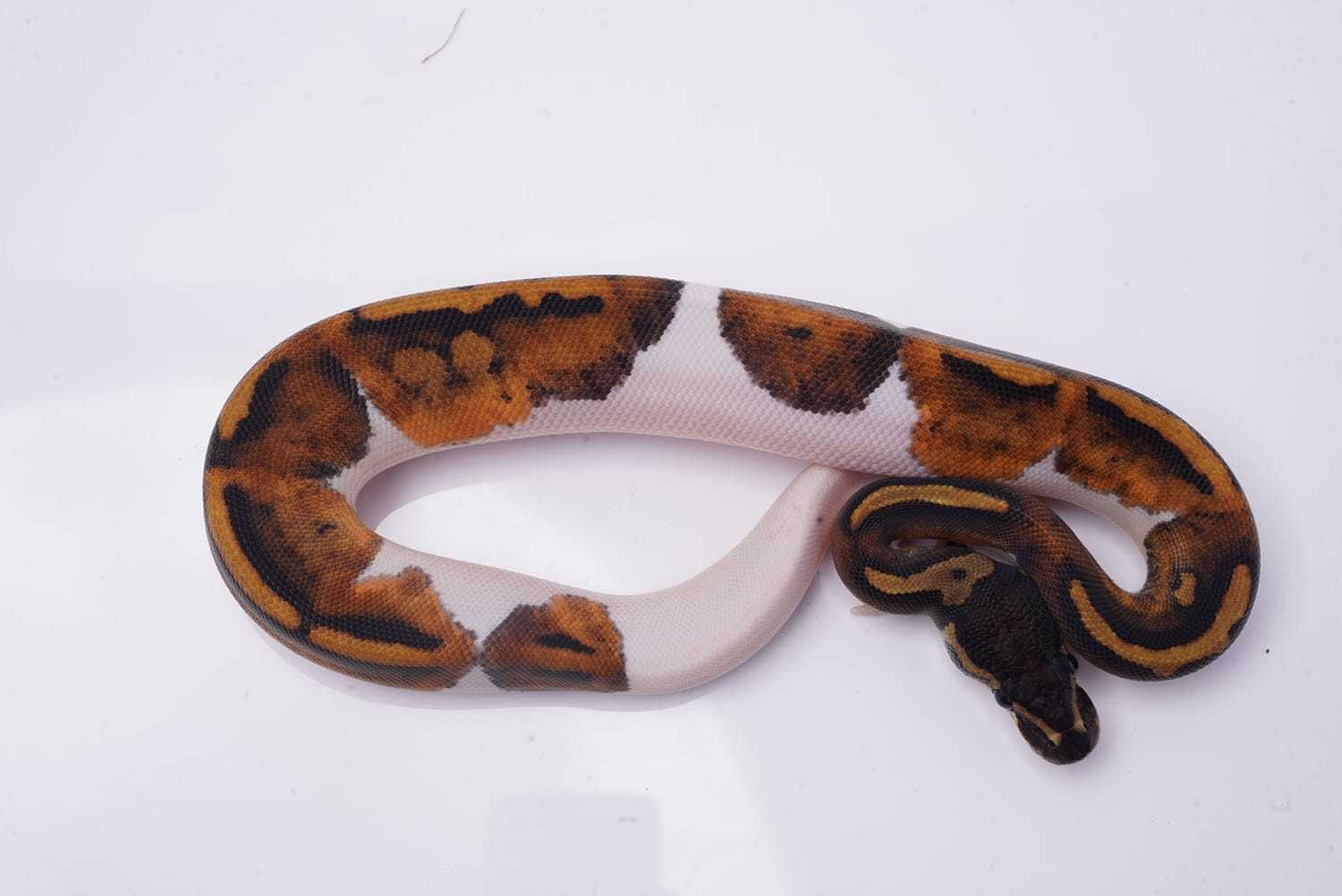 Huffman Pied Ball Python by Best Dressed Balls MorphMarket