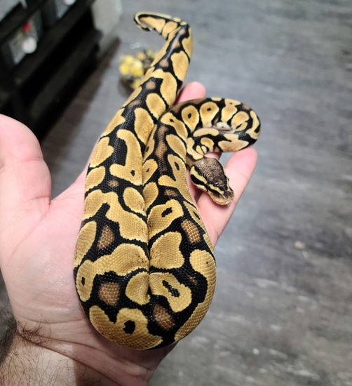 Pastel Monarch Ball Python Pastel 66% Het Monarch Ball Python by Best Dressed Balls