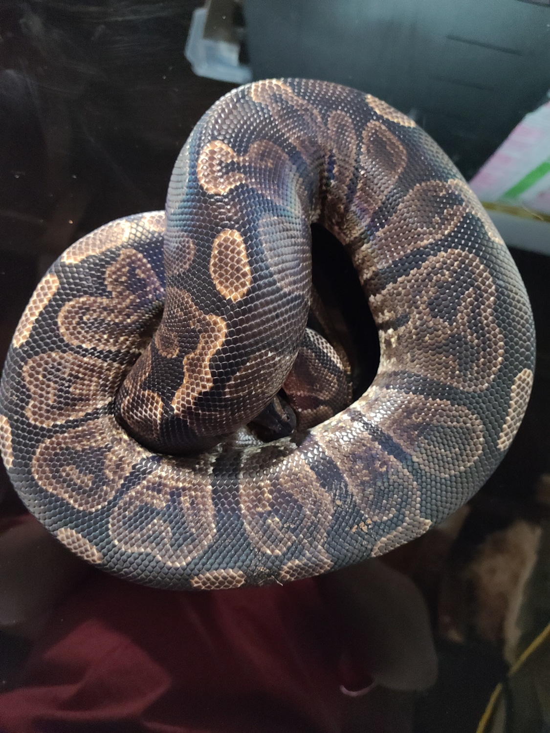 GHI Proven Girl Ball Python by Best Dressed Balls MorphMarket