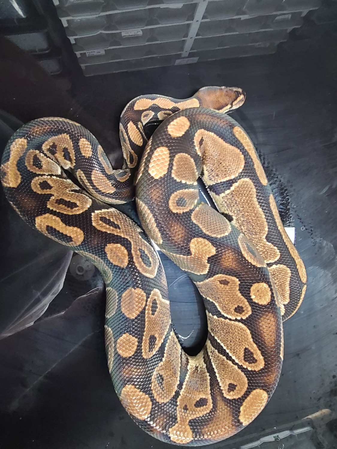 Poss Het Sunset RTB Ball Python by Best Dressed Balls - MorphMarket