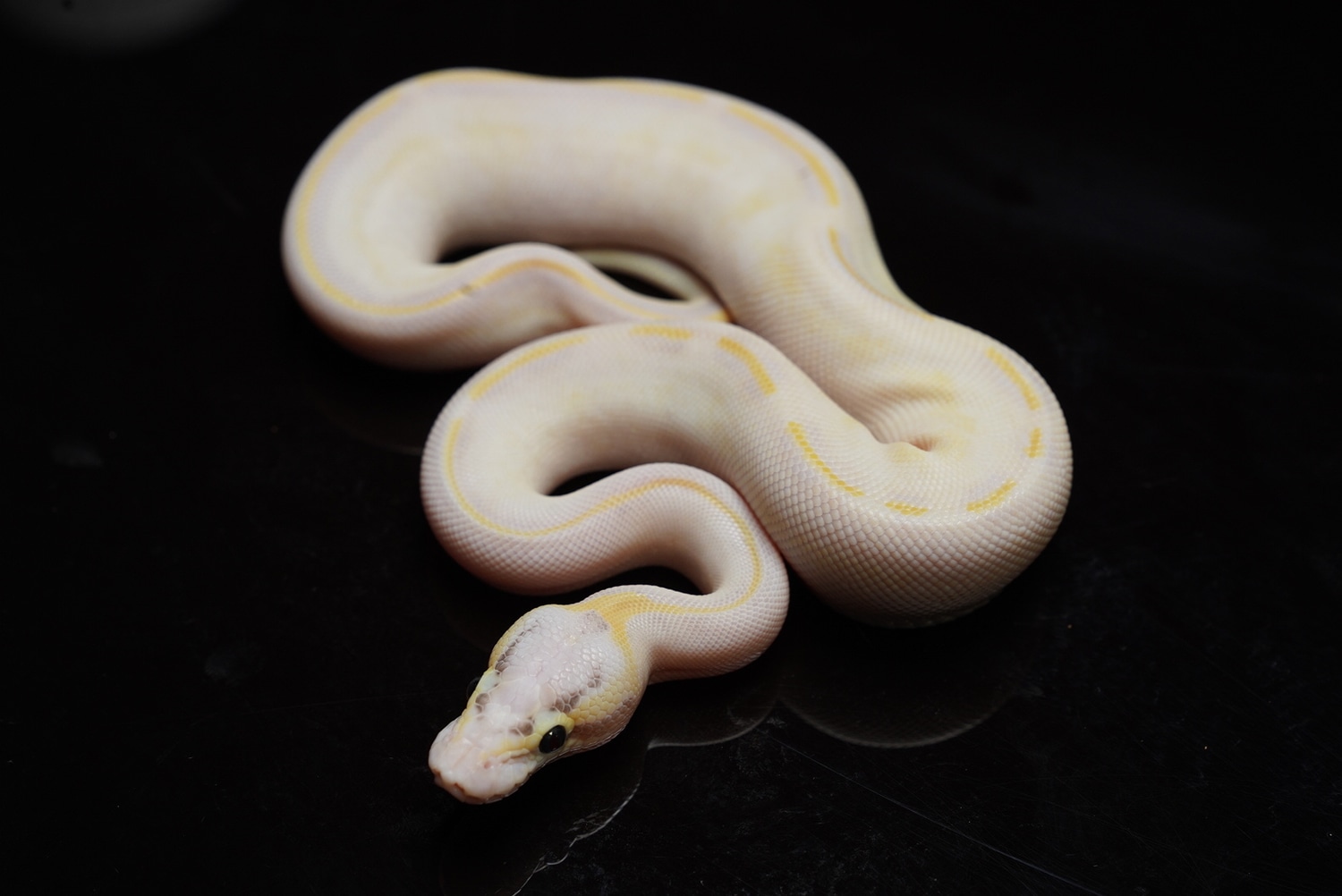 Ivory Pos GHI Ball Python by Best Dressed Balls - MorphMarket