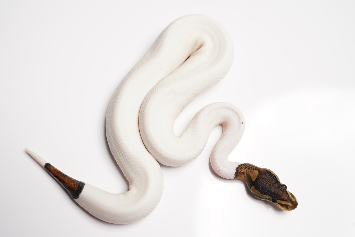 Black Pastel Pied Ball Python by Best Dressed Balls MorphMarket