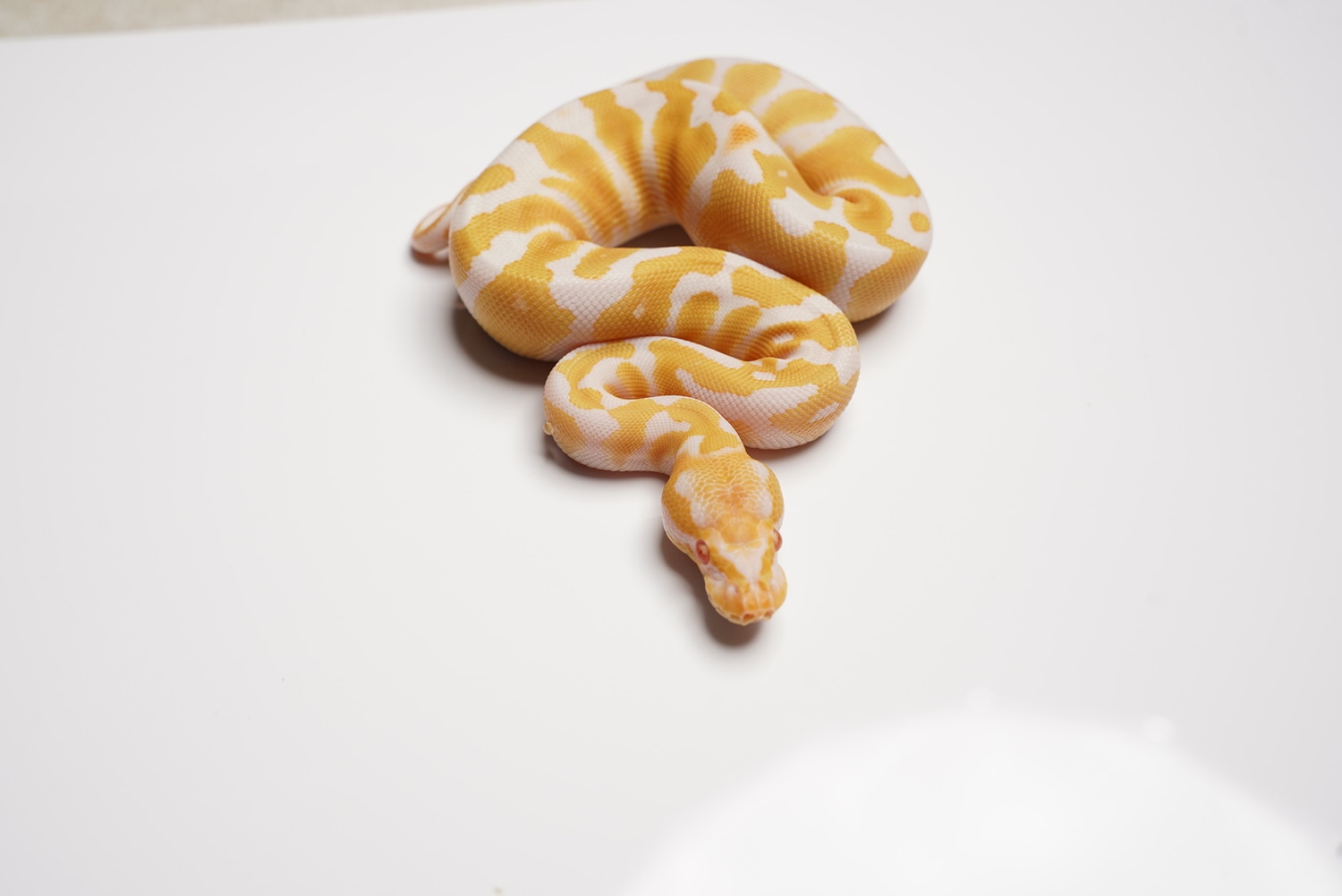 Albino Het Pied Ball Python by Best Dressed Balls MorphMarket