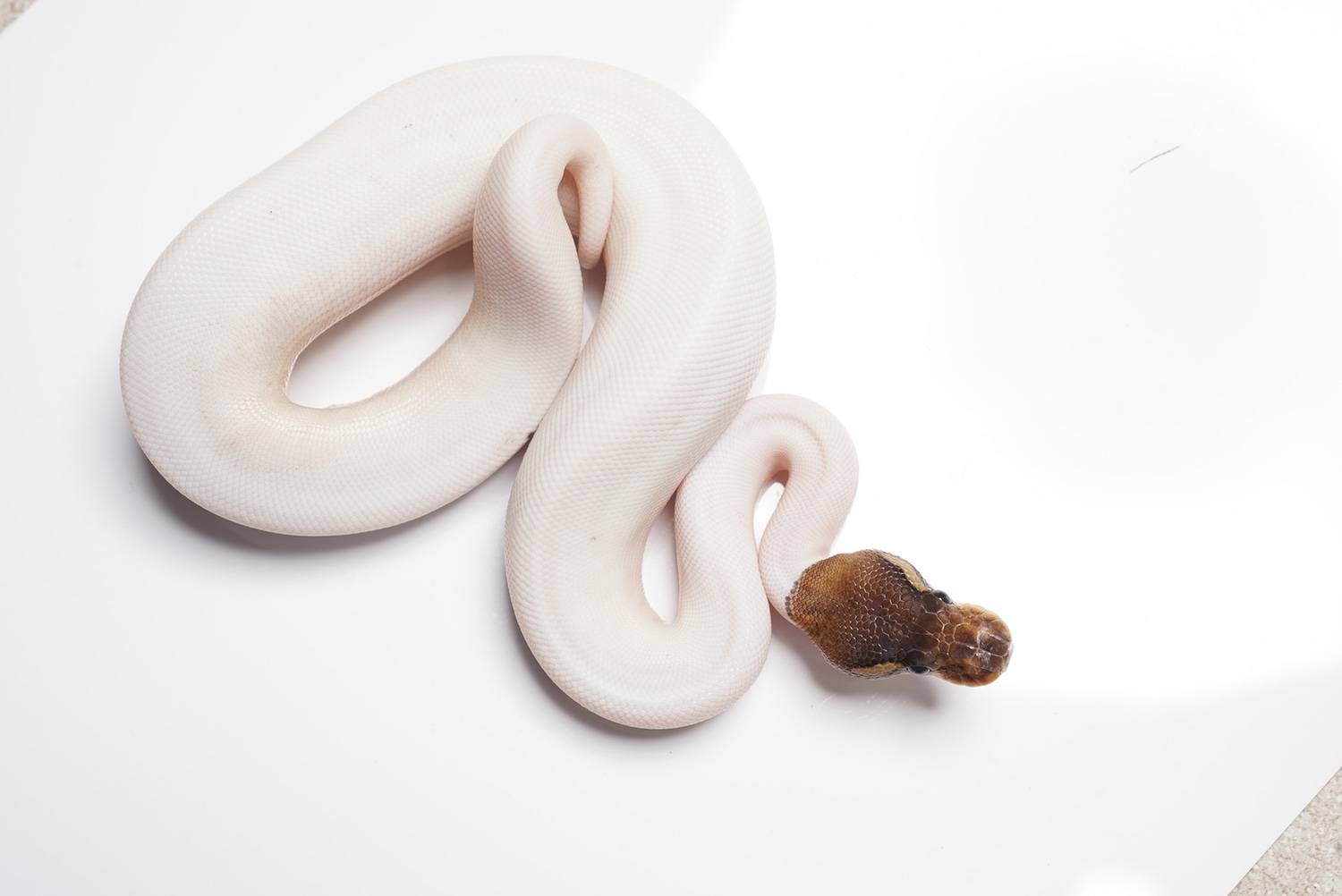 Cinnamon Pied Ball Python by Best Dressed Balls MorphMarket