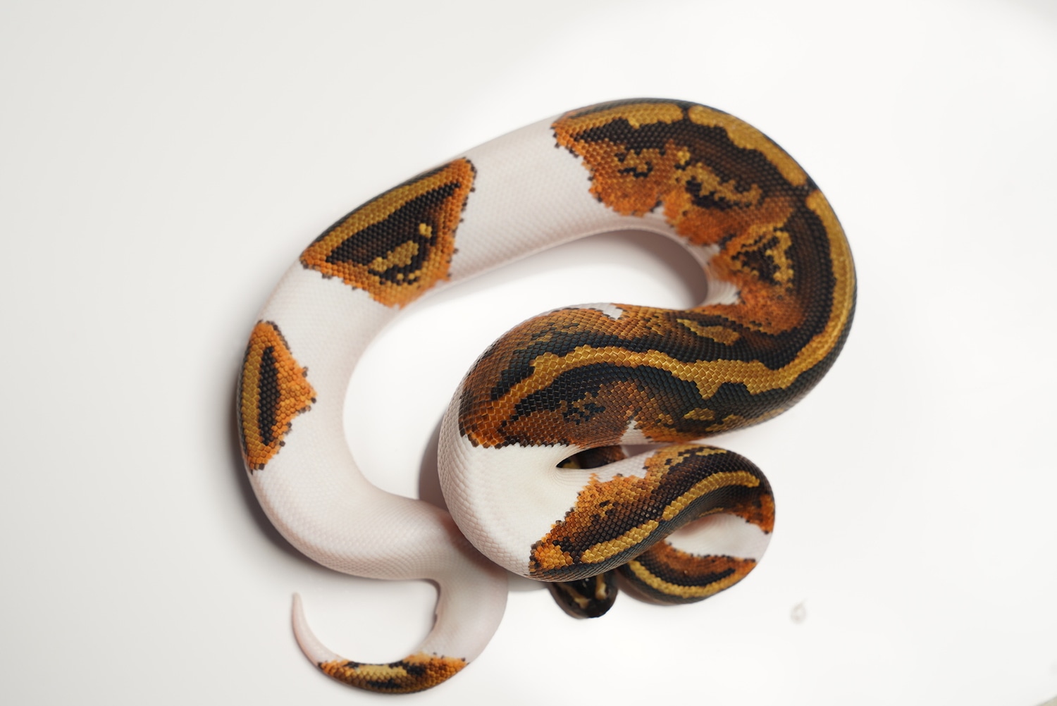 Yellow Belly Pied Ball Python by Best Dressed Balls MorphMarket