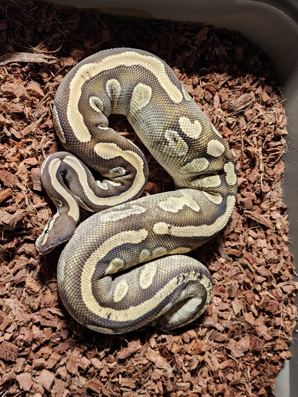 Best Dressed Balls's Collection MorphMarket