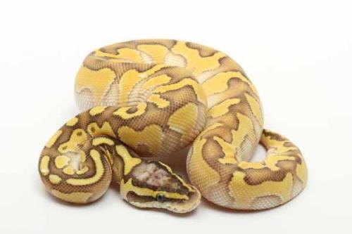 Pastel Butter Enchi Het Clown Ball Python by TSK, Inc.