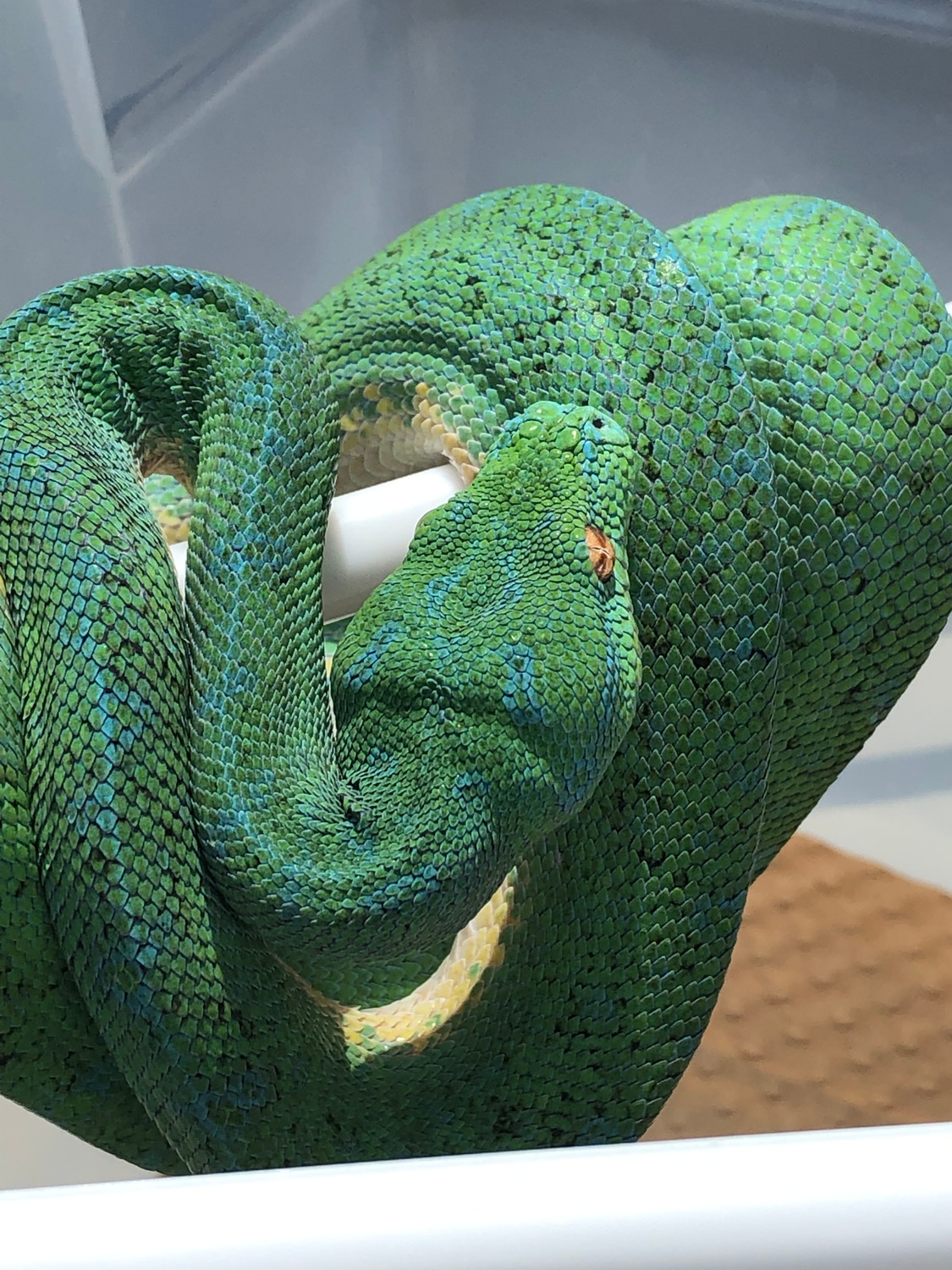 Designer Blue Green Tree Python by TSK, Inc. - MorphMarket