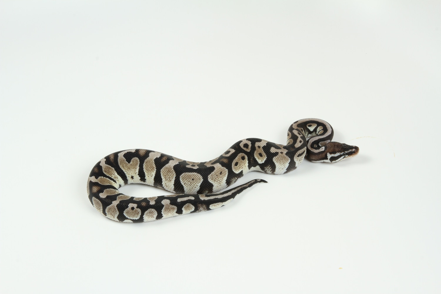 Pastel Axanthic Ball Python by TSK, Inc. - MorphMarket