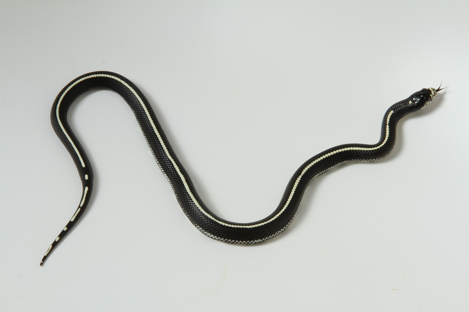 Scissors California Kingsnake by TSK, Inc. MorphMarket