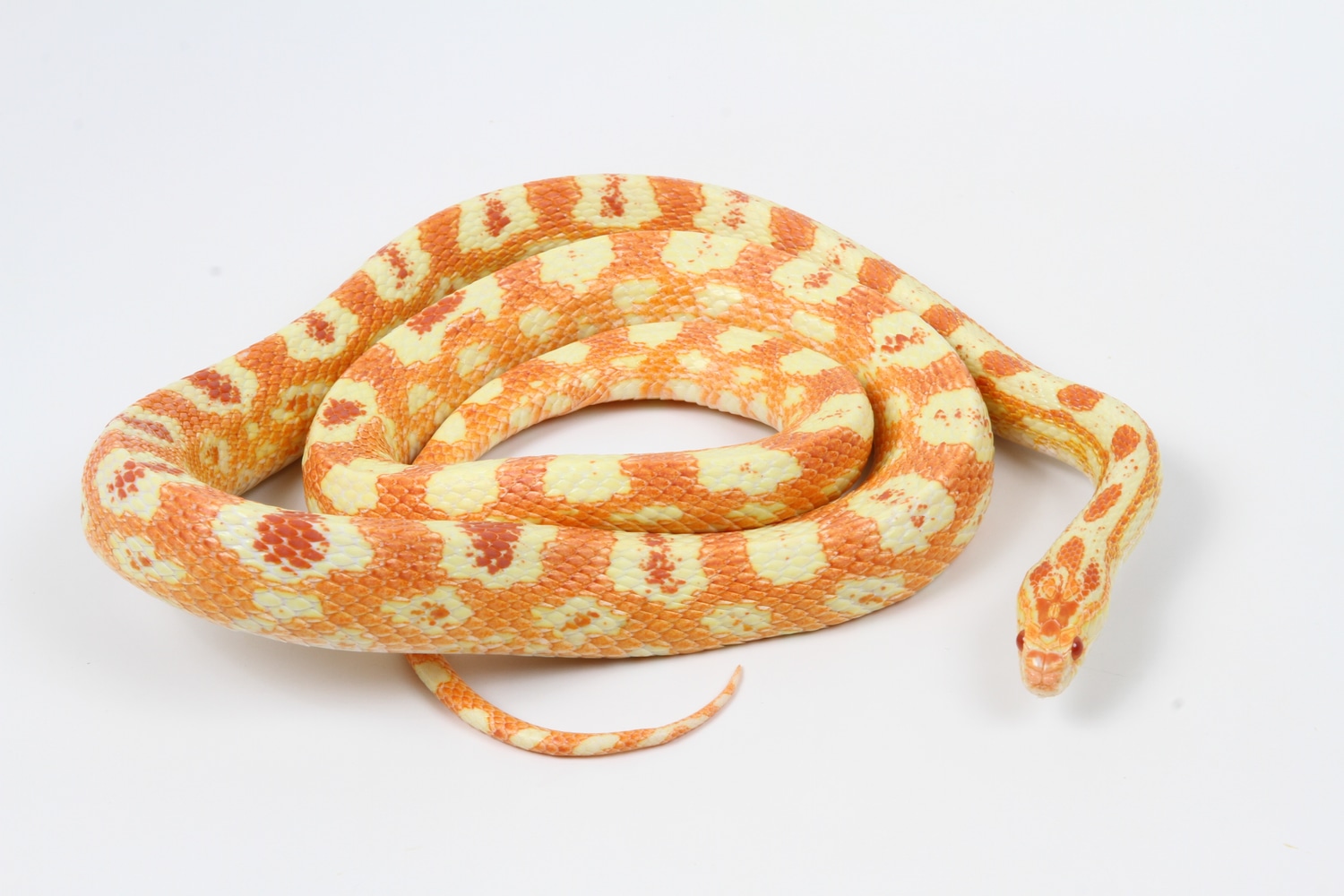 Albino Extreme Reverse Okeetee Corn Snake by TSK, Inc. - MorphMarket