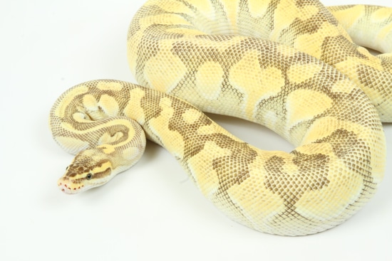 Pastel Butter Enchi Ball Python by TSK, Inc.