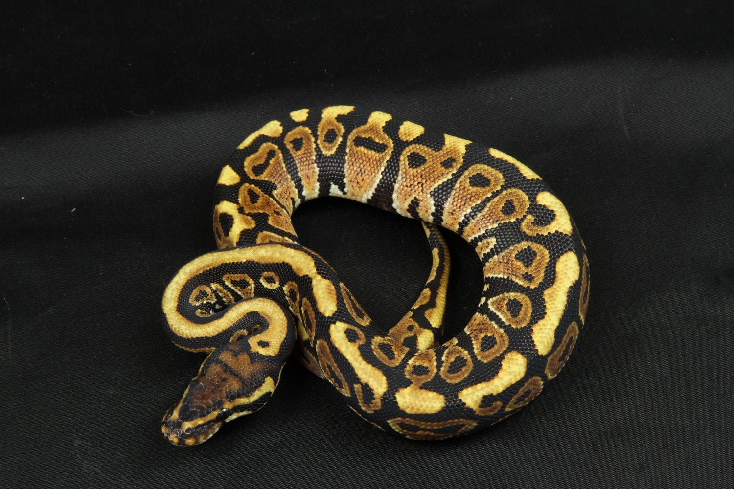 Spotnose DH TSK Axanthic Clown Ball Python by TSK, Inc. - MorphMarket