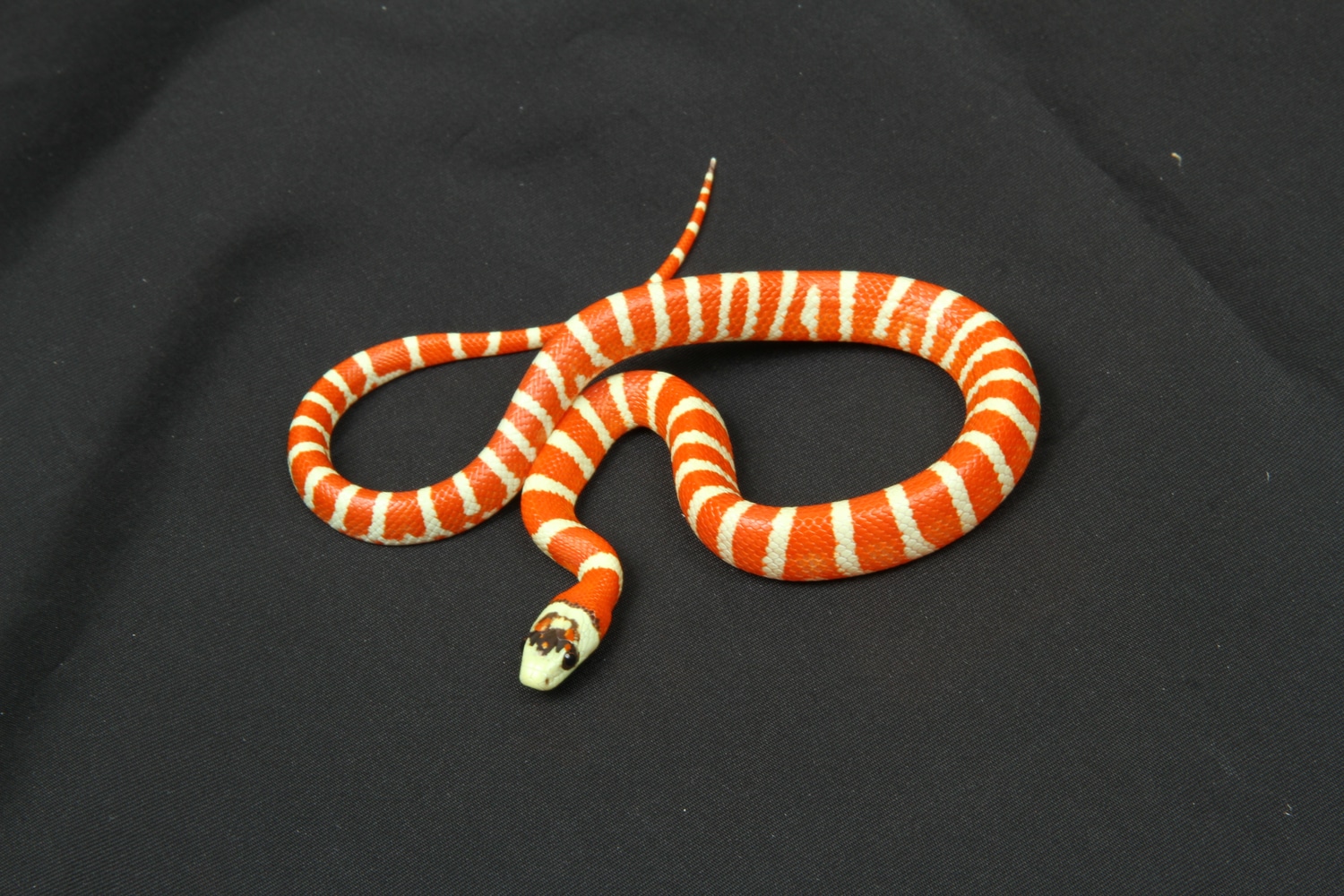 Applegate Special Pyro Arizona Mountain Kingsnake by TSK, Inc