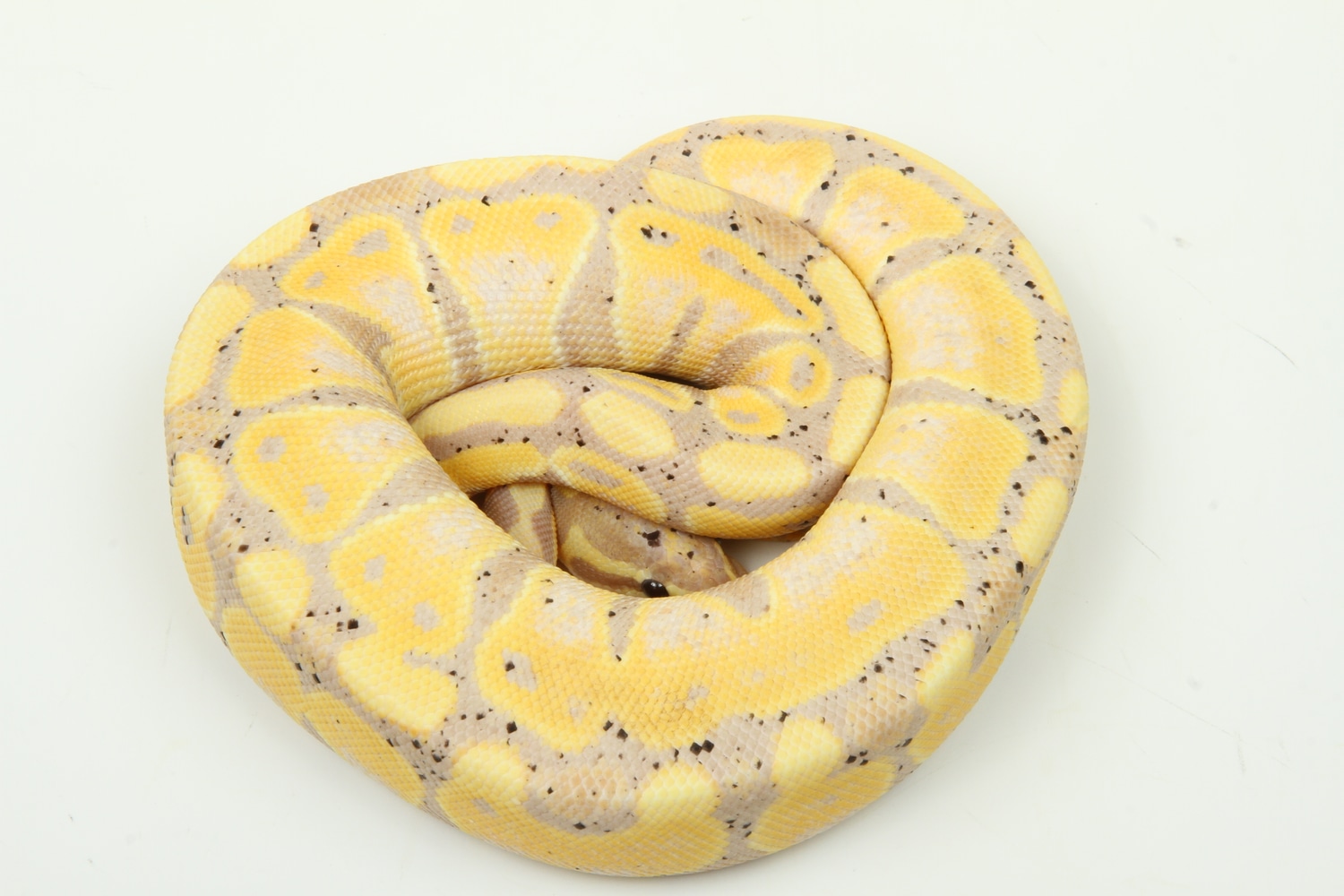 Fire Banana Het Piebald Ball Python by TSK, Inc. MorphMarket