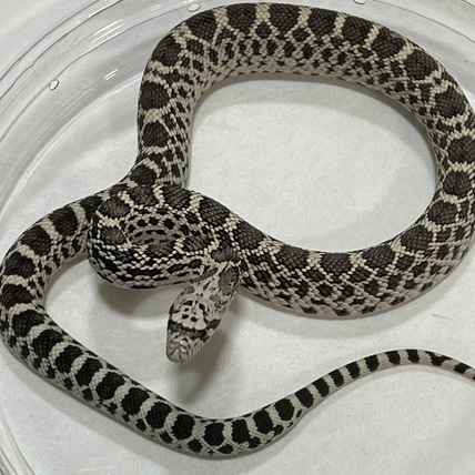 Ghost 66% PH Albino Bullsnake