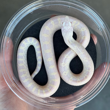 Hypo (Trumbower) Snow (Ballum) Bullsnake