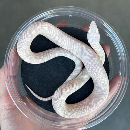 Hypo (Trumbower) Snow (Ballum) Bullsnake