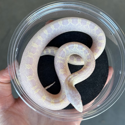 Hypo (Trumbower) Snow (Ballum) Bullsnake