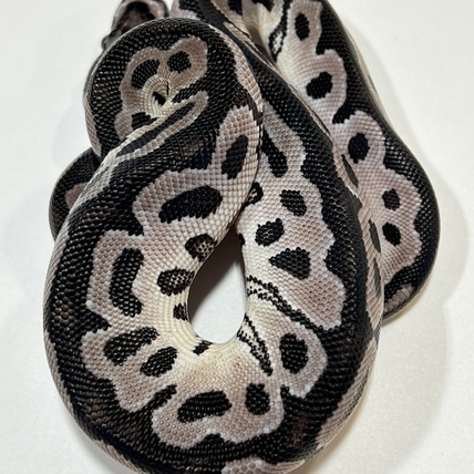 Axanthic Clown Ball Python