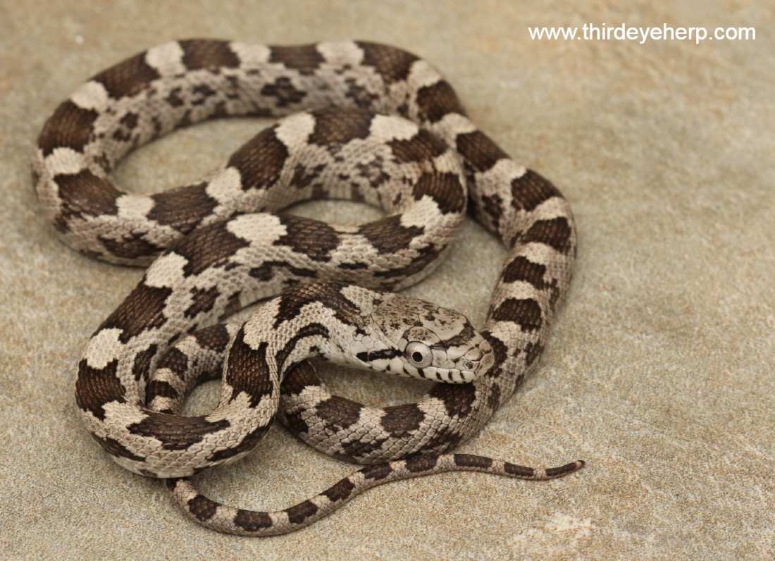 White Oaks Gray Rat Snake by Third Eye Herptile Propagation MorphMarket