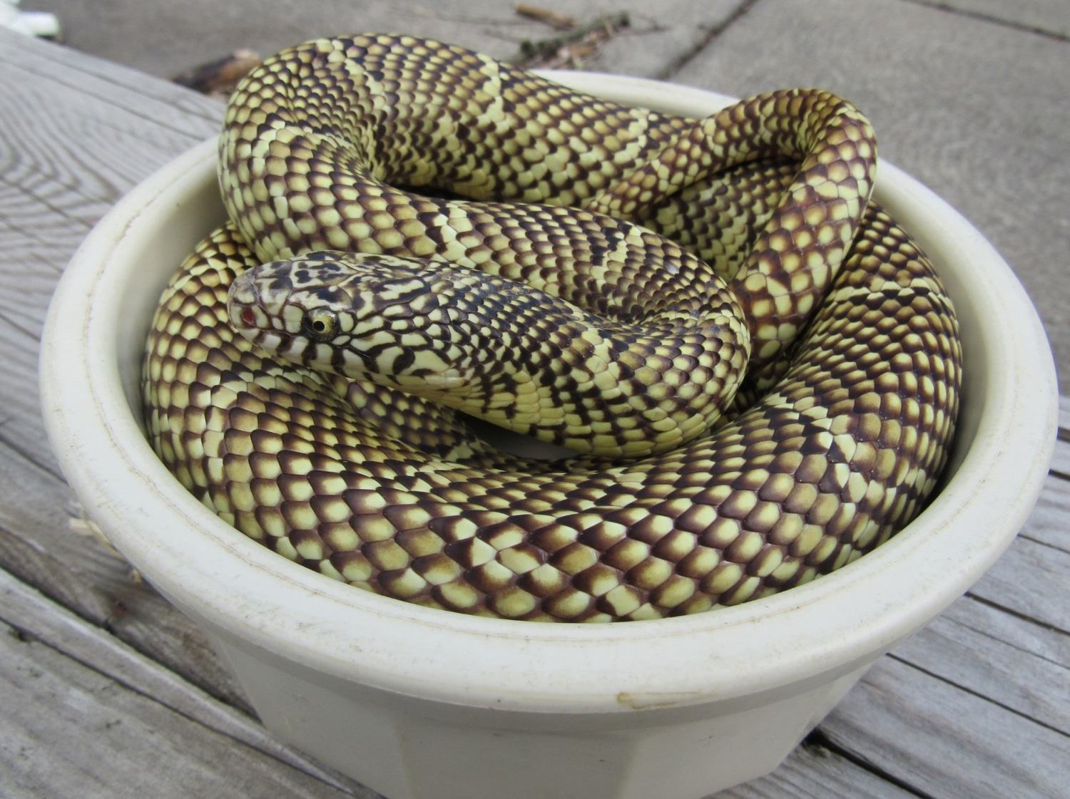 Brooks' Kingsnake by Third Eye Herptile Propagation MorphMarket