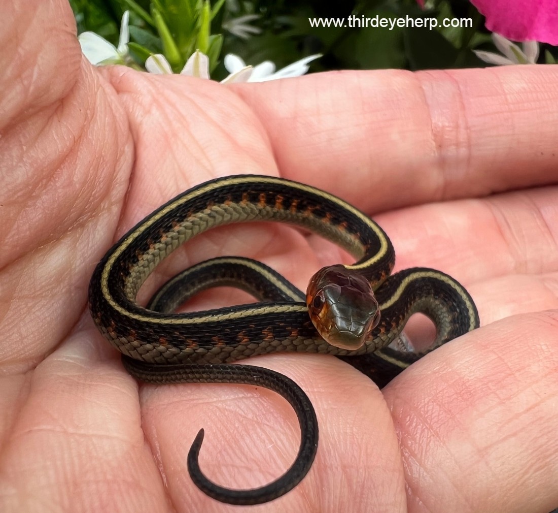 Oregon Redspotted Garter Snake by Third Eye Herptile Propagation
