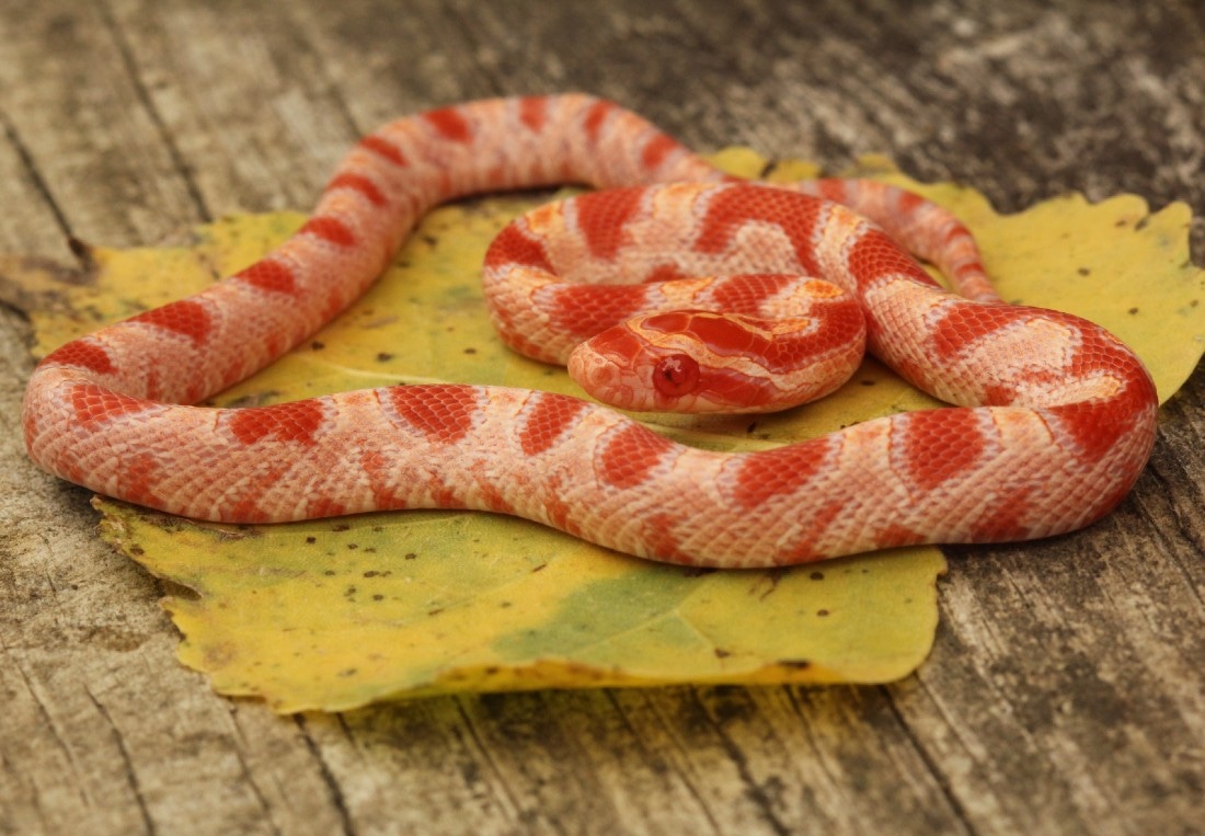 Albino Corn Snake by Third Eye Herptile Propagation MorphMarket