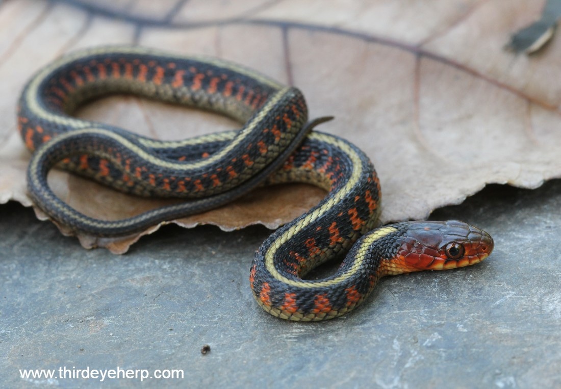 Oregon Redspotted Garter Snake by Third Eye Herptile Propagation