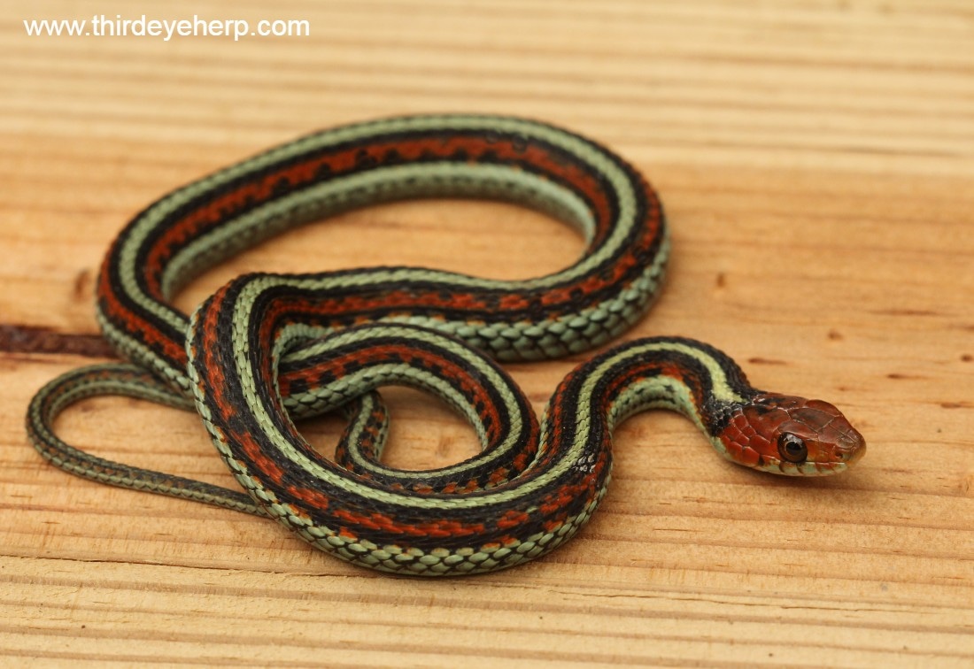 California Redsided Garter Snake by Third Eye Herptile Propagation