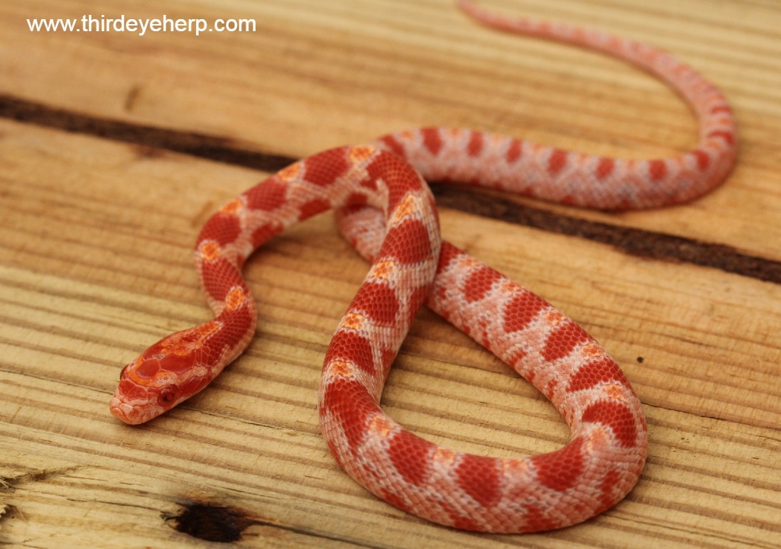 Albino Corn Snake by Third Eye Herptile Propagation MorphMarket
