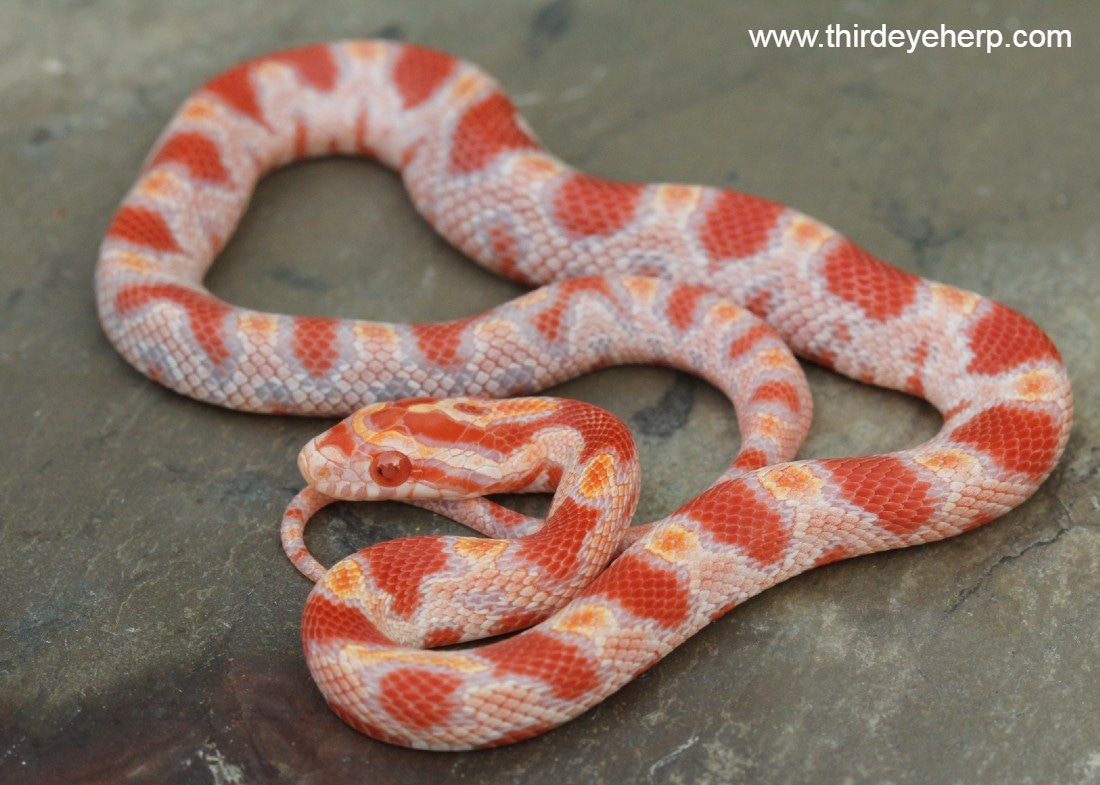 View of Milk, King, and Corn Snakes | New snake owner here | Facebook