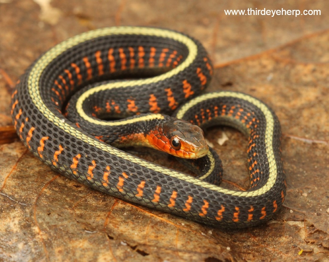 Oregon Redspotted Garter Snake by Third Eye Herptile Propagation