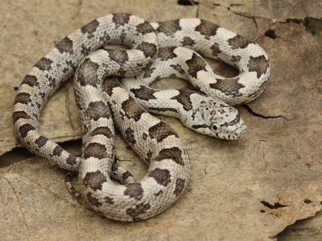White Oaks Gray Rat Snake by Third Eye Herptile Propagation MorphMarket