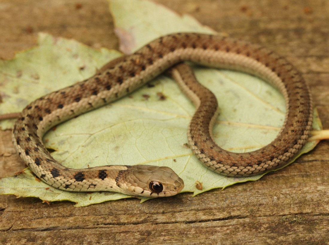 Het For Melanistic Garter Snake by Third Eye Herptile Propagation