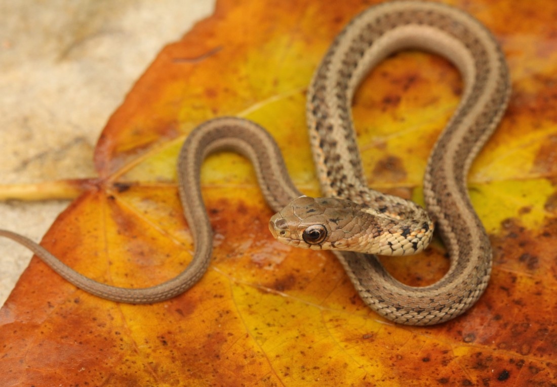 Het For Melanistic Eastern Garter Snake by Third Eye Herptile