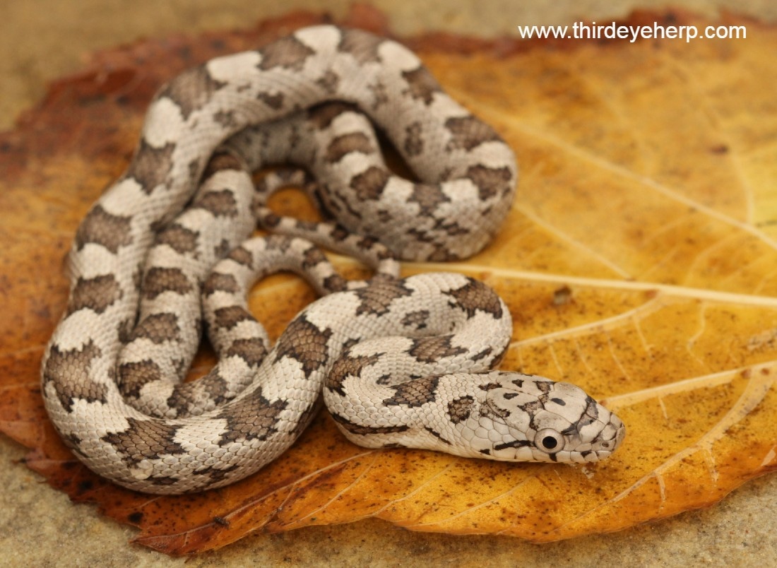 White Oaks Gray Rat Snake by Third Eye Herptile Propagation MorphMarket