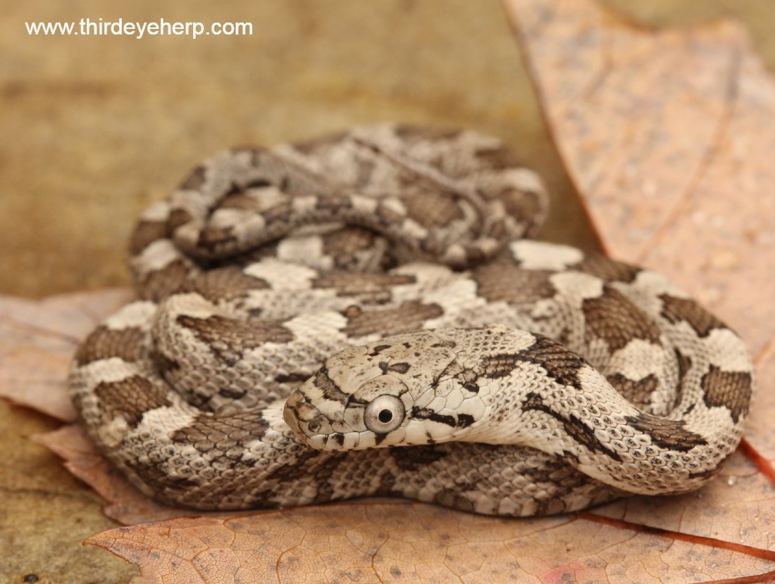 White Oaks Gray Gray Rat Snake by Third Eye Herptile Propagation MorphMarket