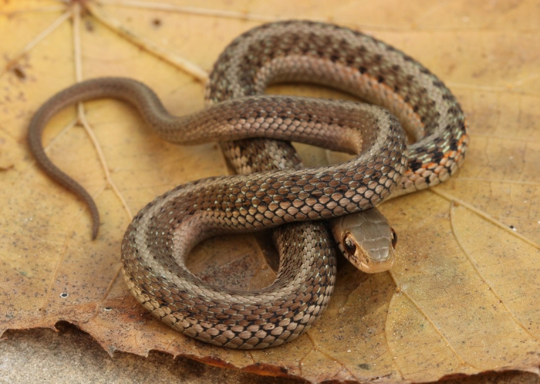 Het For Melanistic Eastern Garter Snake by Third Eye Herptile