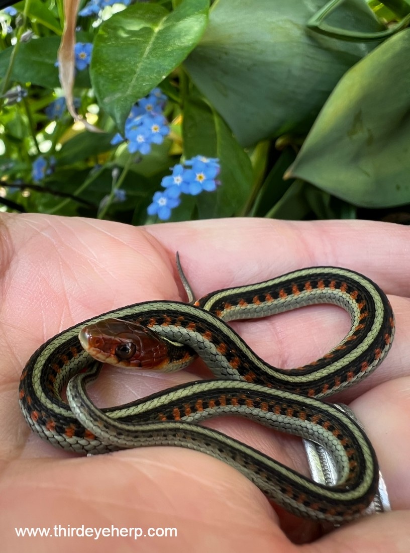 California Redsided Garter Snake by Third Eye Herptile Propagation