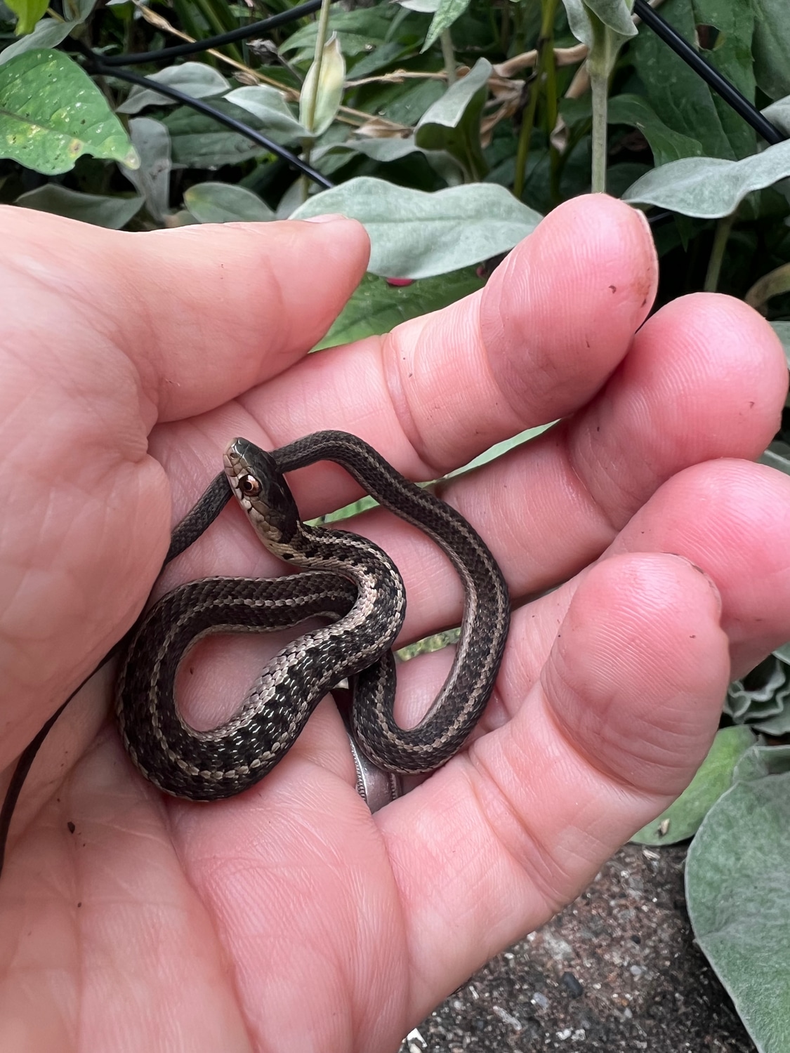 Eastern Garter Snake By Third Eye Herptile Propagation MorphMarket