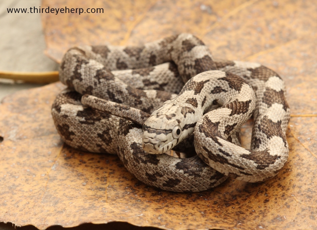 White Oaks Gray Rat Snake by Third Eye Herptile Propagation MorphMarket