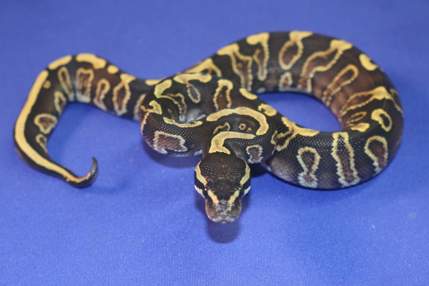 GHI YB Het Piebald Het MJ Axanthic Ball Python by Ball Python Addiction ...