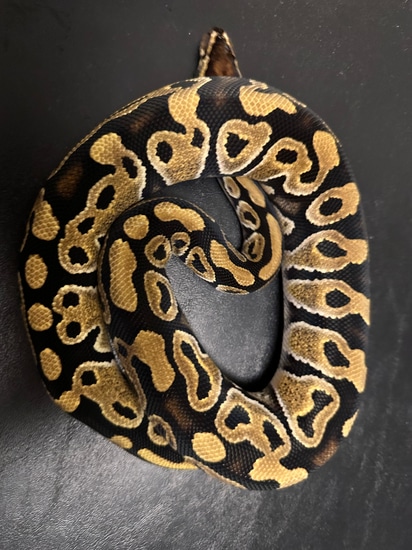 Orange Dream Ball Python by Galaxy Pythons
