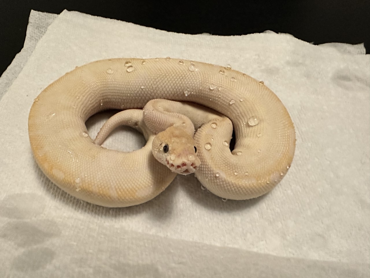 Super Special Clown Ball Python by Galaxy Pythons - MorphMarket