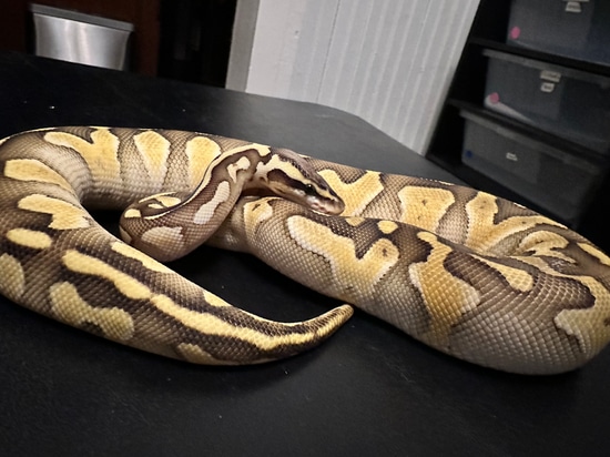 Pastel YB Mojave Ball Python by Galaxy Pythons