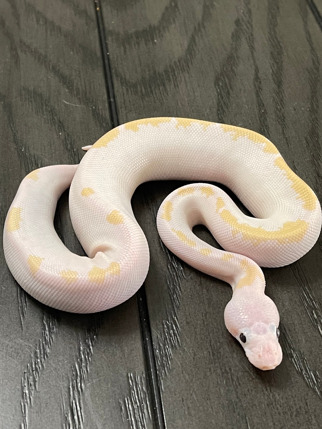 Od Super Fire Poss Calico Enchi Super Od Ball Python by TukExotics ...