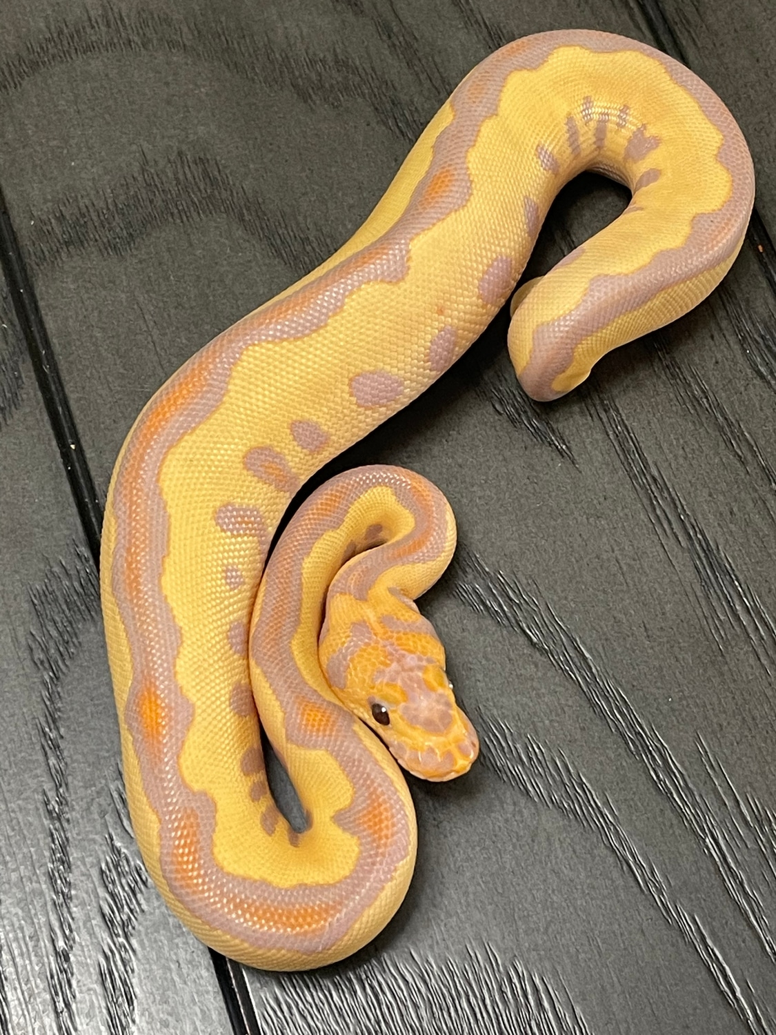 Banana Leopard Clown Ball Python by TukExotics MorphMarket