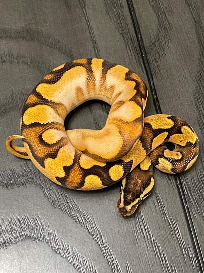 Super Od Calico Enchi Yb Ball Python by TukExotics